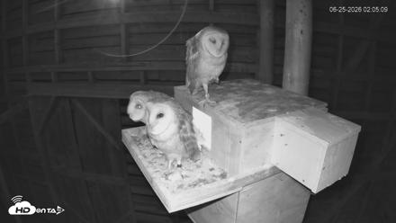 North Carolina Barn Owls Live Cam - Jun 25, 2026, 2:05am EDT