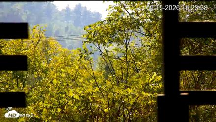 North Carolina Barn Owls Live Cam - Sep 15, 2026, 4:29pm EDT
