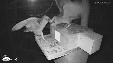 North Carolina Barn Owls Live Cam - Jun 29, 2026, 3:35am EDT