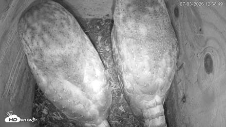 North Carolina Barn Owls Live Cam - Jul 3, 2026, 12:59pm EDT