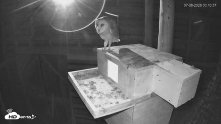 North Carolina Barn Owls Live Cam - Jul 8, 2026, 12:11am EDT