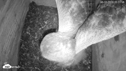 North Carolina Barn Owls Live Cam - Jun 15, 2026, 8:32pm EDT