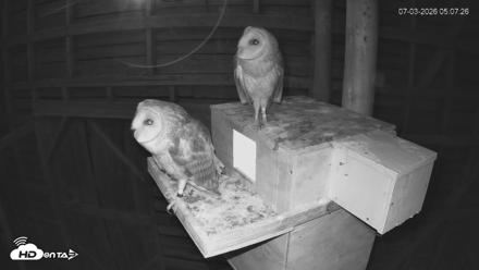 North Carolina Barn Owls Live Cam - Jul 3, 2026, 5:12am EDT