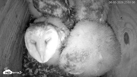 North Carolina Barn Owls Live Cam - Jun 5, 2026, 11:01pm EDT