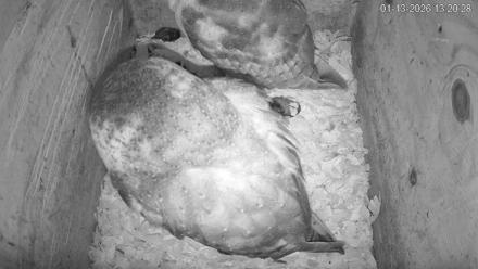 North Carolina Barn Owls Live Cam - Jan 13, 2026, 1:21pm EST