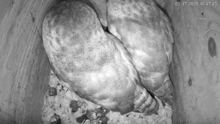 North Carolina Barn Owls Live Cam - Feb 17, 2026, 4:48pm EST