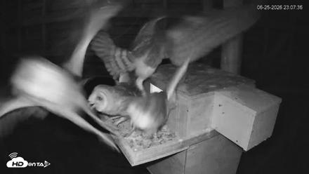 North Carolina Barn Owls Live Cam - Jun 25, 2026, 11:10pm EDT