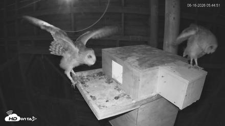 North Carolina Barn Owls Live Cam - Jun 16, 2026, 5:45am EDT