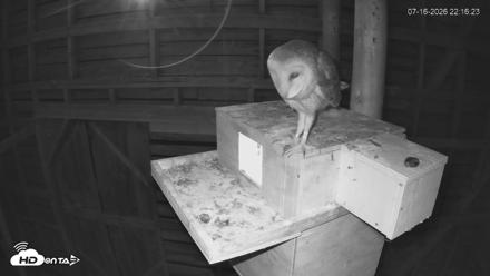 North Carolina Barn Owls Live Cam - Jul 16, 2026, 10:17pm EDT