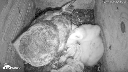 North Carolina Barn Owls Live Cam - May 2, 2026, 12:46am EDT