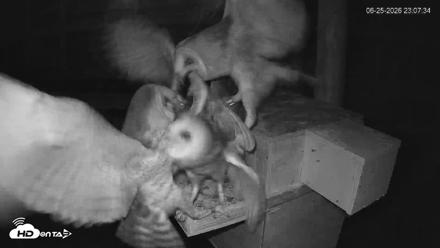 North Carolina Barn Owls Live Cam - Jun 25, 2026, 11:08pm EDT