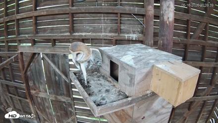 North Carolina Barn Owls Live Cam - Jun 16, 2026, 8:10pm EDT