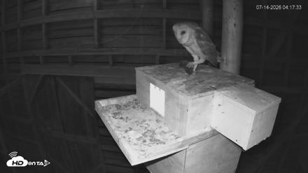 North Carolina Barn Owls Live Cam - Jul 14, 2026, 4:19am EDT