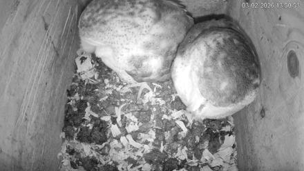 North Carolina Barn Owls Live Cam - Mar 2, 2026, 1:51pm EST