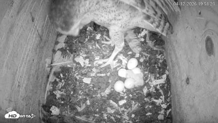 North Carolina Barn Owls Live Cam - Apr 12, 2026, 7:52pm EDT