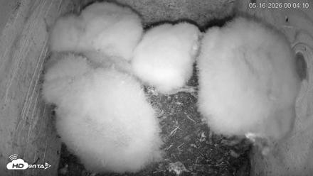 North Carolina Barn Owls Live Cam - May 16, 2026, 12:07am EDT