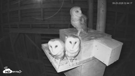 North Carolina Barn Owls Live Cam - Jun 25, 2026, 2:45am EDT