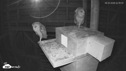 North Carolina Barn Owls Live Cam - Jun 23, 2026, 10:39pm EDT