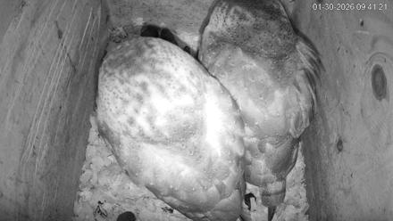 North Carolina Barn Owls Live Cam - Jan 30, 2026, 9:42am EST