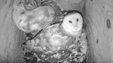 North Carolina Barn Owls Live Cam - Apr 6, 2026, 2:44pm EDT