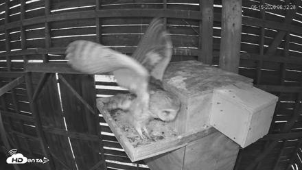 North Carolina Barn Owls Live Cam - Jun 15, 2026, 6:25am EDT