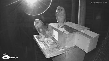 North Carolina Barn Owls Live Cam - Jul 4, 2026, 10:15pm EDT