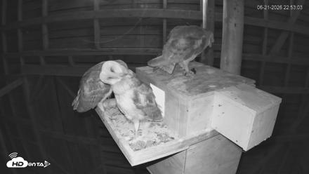 North Carolina Barn Owls Live Cam - Jun 21, 2026, 10:53pm EDT