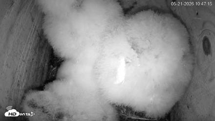 North Carolina Barn Owls Live Cam - May 21, 2026, 10:48am EDT