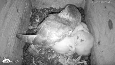 North Carolina Barn Owls Live Cam - May 2, 2026, 8:56pm EDT