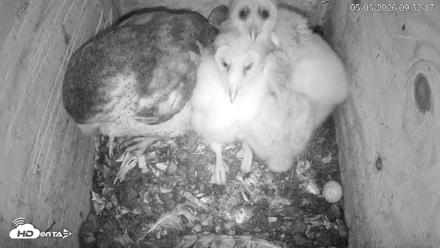 North Carolina Barn Owls Live Cam - May 5, 2026, 9:33am EDT