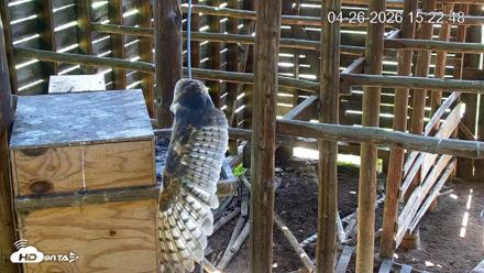 North Carolina Barn Owls Live Cam - Apr 26, 2026, 3:23pm EDT
