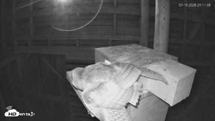 North Carolina Barn Owls Live Cam - Jul 15, 2026, 11:12pm EDT