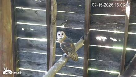 North Carolina Barn Owls Live Cam - Jul 15, 2026, 3:06pm EDT