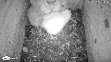 North Carolina Barn Owls Live Cam - May 11, 2026, 10:12pm EDT