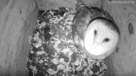 North Carolina Barn Owls Live Cam - Mar 9, 2026, 8:48am EDT