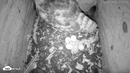 North Carolina Barn Owls Live Cam - Apr 13, 2026, 10:32pm EDT