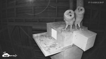 North Carolina Barn Owls Live Cam - Jul 10, 2026, 10:27pm EDT