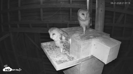 North Carolina Barn Owls Live Cam - Jun 21, 2026, 9:58pm EDT