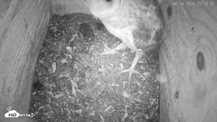 North Carolina Barn Owls Live Cam - Jun 24, 2026, 10:39pm EDT