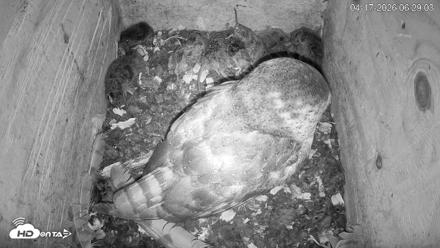 North Carolina Barn Owls Live Cam - Apr 17, 2026, 6:30am EDT