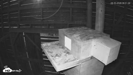 North Carolina Barn Owls Live Cam - Jun 30, 2026, 6:03am EDT