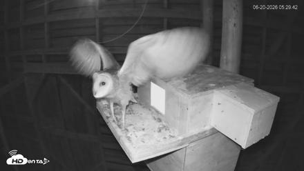 North Carolina Barn Owls Live Cam - Jun 20, 2026, 5:30am EDT