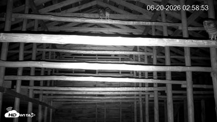North Carolina Barn Owls Live Cam - Jun 20, 2026, 3:00am EDT