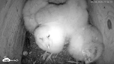North Carolina Barn Owls Live Cam - May 19, 2026, 9:55pm EDT