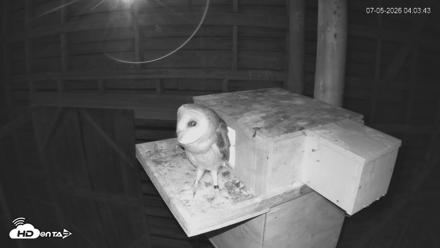 North Carolina Barn Owls Live Cam - Jul 5, 2026, 4:05am EDT