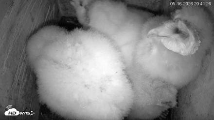 North Carolina Barn Owls Live Cam - May 16, 2026, 8:42pm EDT