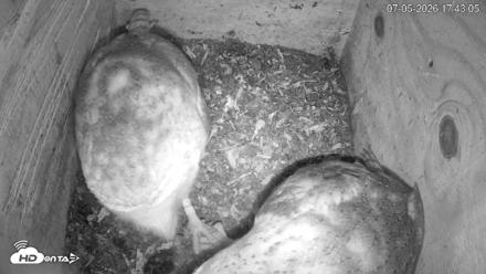 North Carolina Barn Owls Live Cam - Jul 5, 2026, 5:45pm EDT
