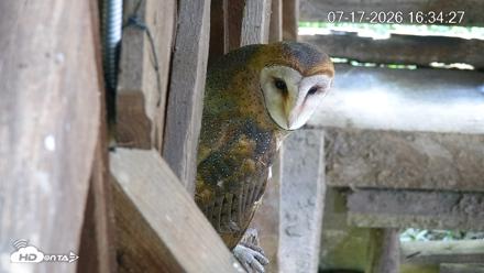 North Carolina Barn Owls Live Cam - Jul 17, 2026, 4:35pm EDT