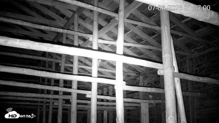 North Carolina Barn Owls Live Cam - Jul 6, 2026, 9:37pm EDT