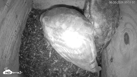 North Carolina Barn Owls Live Cam - Jun 20, 2026, 12:31am EDT